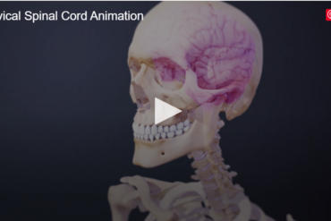 Cervical Spine Anatomy