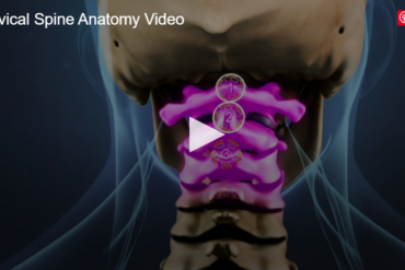 Spinal Cord and Spinal Nerve Roots