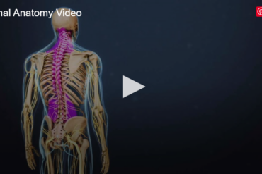 Spinal Anatomy and Back Pain