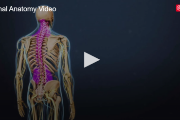 Spinal Cord and Spinal Nerve Roots